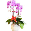 Hoa Khai Truong Lan Ho Diep 03