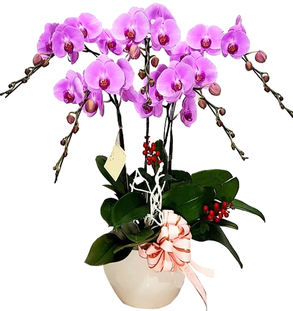 Hoa Khai Trương Lan Hồ Điệp 09