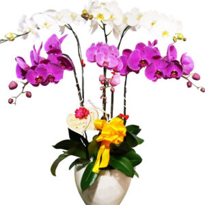 Hoa Khai Trương Lan Hồ Điệp 13