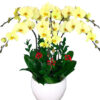 Hoa Khai Truong Lan Ho Diep 15