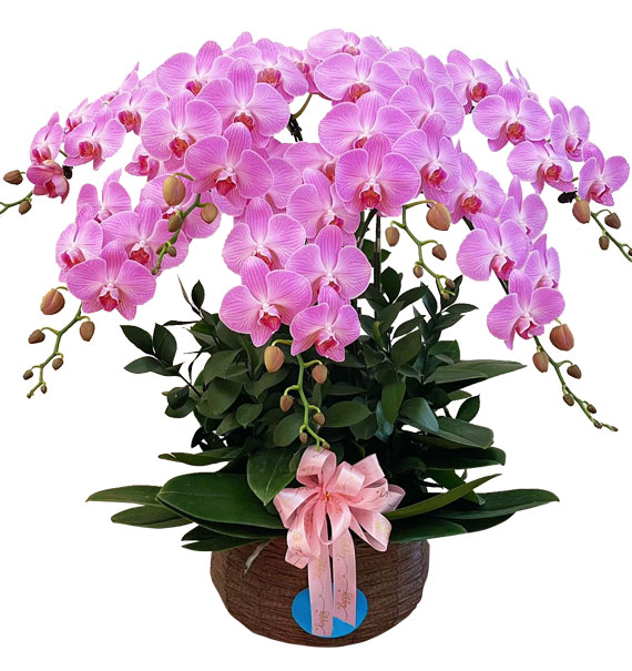 Hoa Khai Trương Lan Hồ Điệp 19