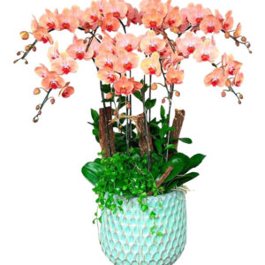 Hoa Khai Trương Lan Hồ Điệp 22