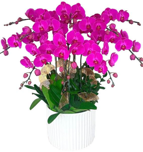 Hoa Khai Trương Lan Hồ Điệp 25