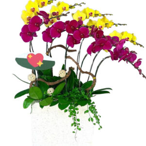 Hoa Khai Trương Lan Hồ Điệp 26