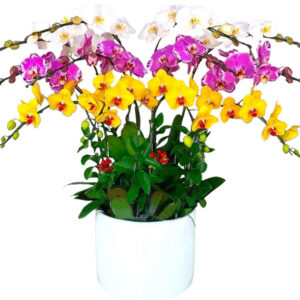 Hoa Khai Trương Lan Hồ Điệp 28