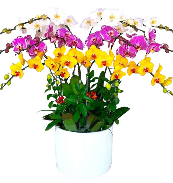 Hoa Khai Trương Lan Hồ Điệp 28