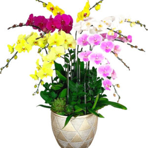 Hoa Khai Trương Lan Hồ Điệp 29