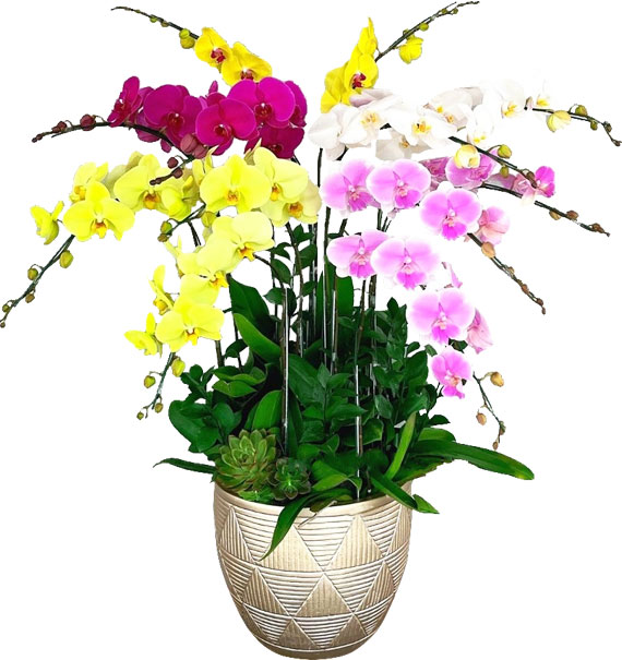 Hoa Khai Trương Lan Hồ Điệp 29