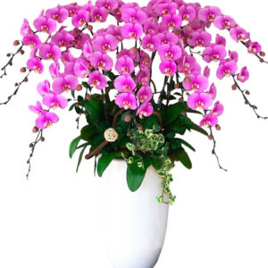 Hoa Khai Trương Lan Hồ Điệp 30