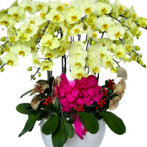 Hoa Khai Trương Lan Hồ Điệp 31