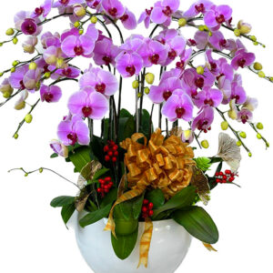 Hoa Khai Trương Lan Hồ Điệp 33