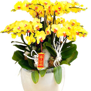 Hoa Khai Trương Lan Hồ Điệp 34