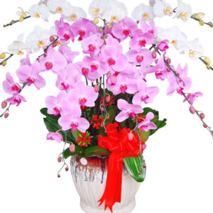 Hoa Khai Trương Lan Hồ Điệp 37