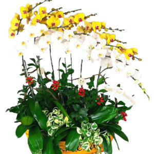 Hoa Khai Trương Lan Hồ Điệp 38