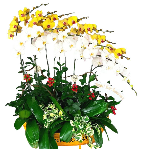 Hoa Khai Trương Lan Hồ Điệp 38