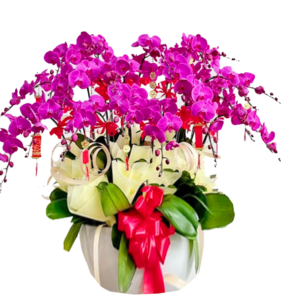 Hoa Khai Trương Lan Hồ Điệp 39