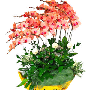 Hoa Khai Trương Lan Hồ Điệp 40