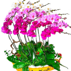 Hoa Khai Trương Lan Hồ Điệp 41