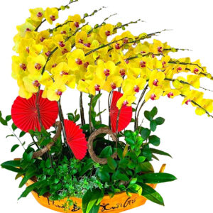 Hoa Khai Trương Lan Hồ Điệp 42