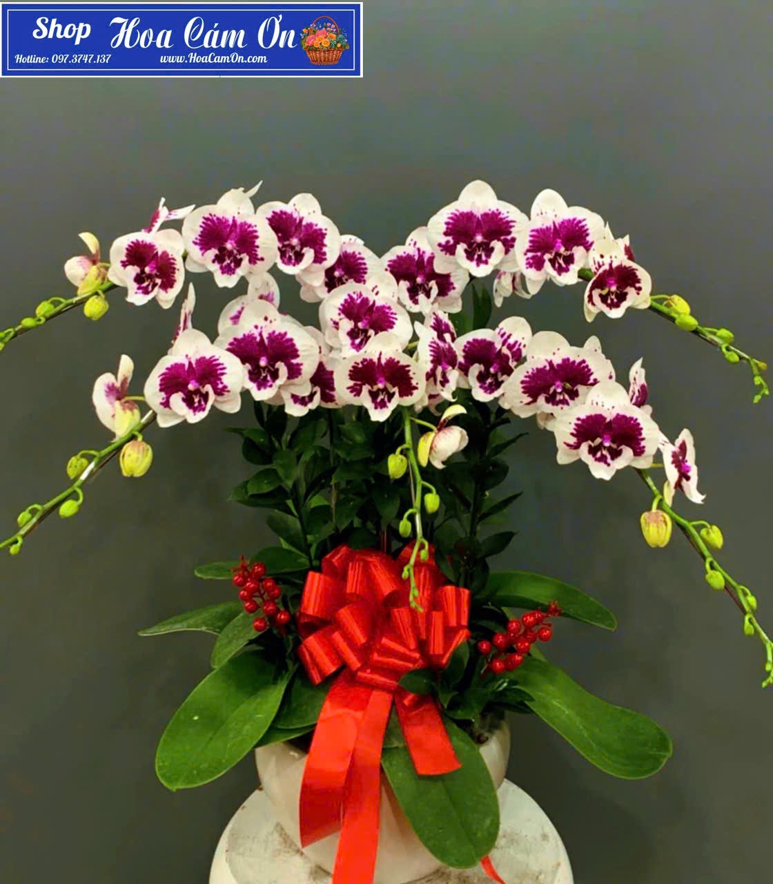 chau-ho-diep-sinh-nhat