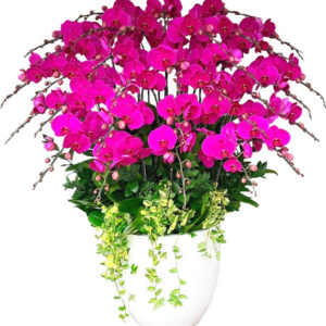 Chậu Lan Hồ Điệp 08