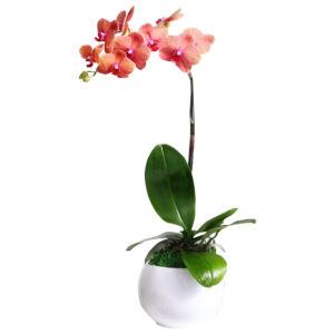 Chậu Lan Hồ Điệp 1 Cành 02