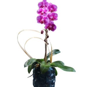 Chậu Lan Hồ Điệp 1 Cành 03