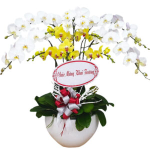 Chậu Lan Hồ Điệp 10 Cành 01