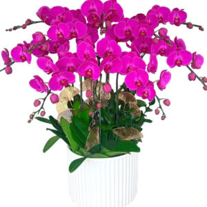 Chậu Lan Hồ Điệp 10 Cành 02