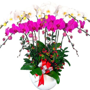 Chậu Lan Hồ Điệp 10 Cành 03