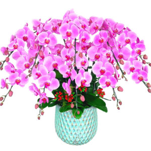 Chậu Lan Hồ Điệp 10 Cành 05