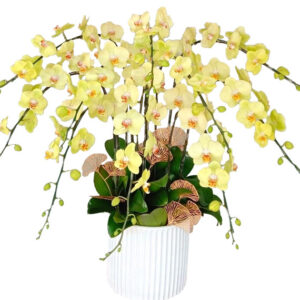 Chậu Lan Hồ Điệp 10 Cành 06