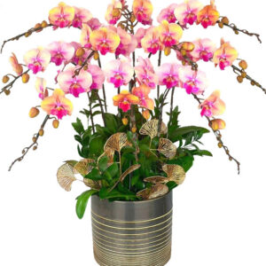 Chậu Lan Hồ Điệp 10 Cành 07