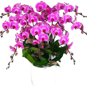 Chậu Lan Hồ Điệp 10 Cành 08