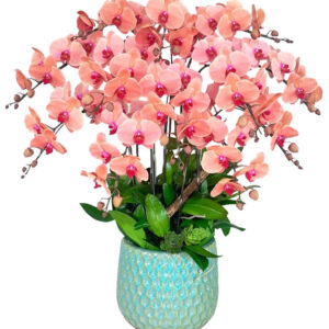 Chậu Lan Hồ Điệp 12 Cành 06