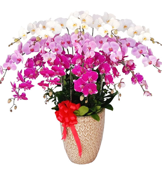 Chậu Lan Hồ Điệp 15 Cành 02 1 chau lan ho diep 15 canh 02