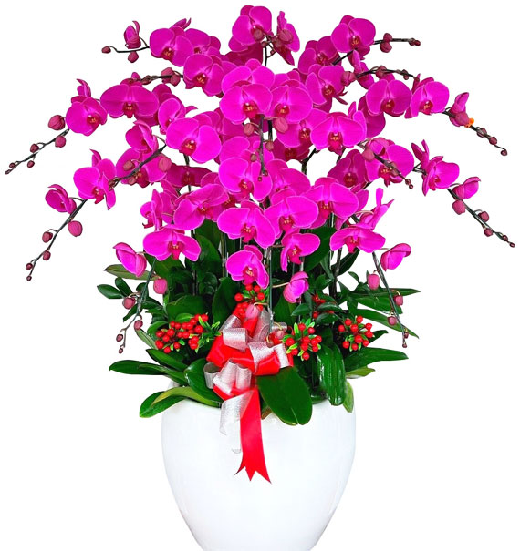 Chậu Lan Hồ Điệp 15 Cành 03 1 chau lan ho diep 15 canh 03