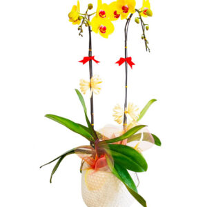 Chậu Lan Hồ Điệp 2 Cành 01