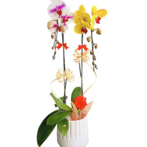 Chậu Lan Hồ Điệp 2 Cành 02