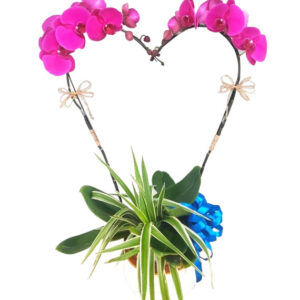 Chậu Lan Hồ Điệp 2 Cành 06