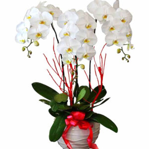 Chậu Lan Hồ Điệp 3 Cành 02