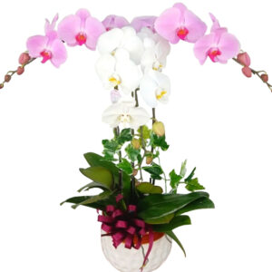 Chậu Lan Hồ Điệp 3 Cành 05