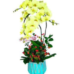 Chậu Lan Hồ Điệp 3 Cành 07