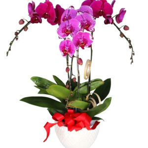 Chậu Lan Hồ Điệp 3 Cành 08