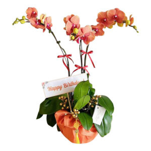 Chậu Lan Hồ Điệp 3 Cành 09