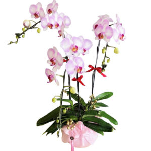 Chậu Lan Hồ Điệp 3 Cành 11