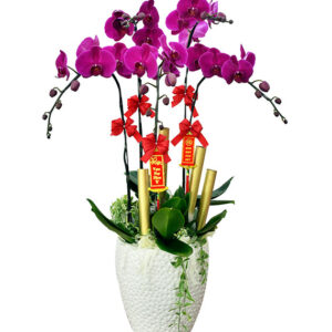 Chậu Lan Hồ Điệp 5 Cành 01