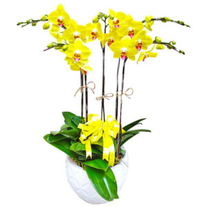 Chậu Lan Hồ Điệp 5 Cành 02