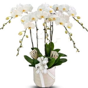 Chậu Lan Hồ Điệp 5 Cành 03