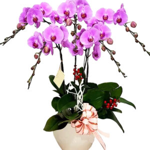 Chậu Lan Hồ Điệp 5 Cành 04